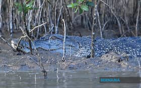 Lelaki hilang dipercayai dibaham buaya ketika memancing, hanya peralatan ditemui