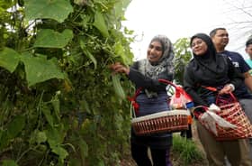 Contohi kebun komuniti Surau Al Sobah, hasil tani dinikmati penduduk, bantu asnaf