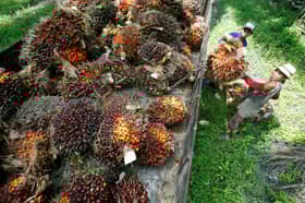 Malaysia-Indonesia cooperation to strengthen palm oil exports — Minister