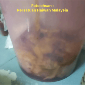 Lelaki dicari kes penemuan puluhan bangkai dan rangka kucing di sebuah rumah