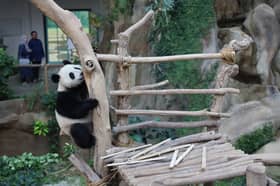 Malaysia bids farewell to two giant panda cubs