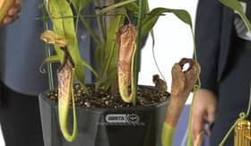 MARDI temui varieti baharu Periuk Kera