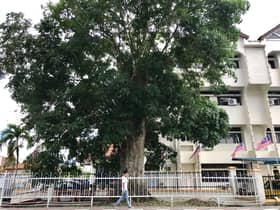 Nation's oldest rubber tree now worth nearly RM200,000