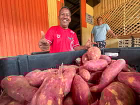 Pekebun Orang Asli jual keledek guna TikTok, Facebook, raih permintaan tinggi