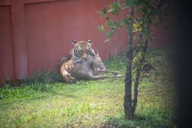 NWRC resorting to artificial insemination to raise Malayan Tiger population