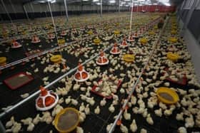 Syarat ternakan ayam diperketat, kurangkan gangguan lalat