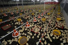 Penghasilan dedak tempatan jimatkan kos operasi ladang, harga ayam stabil