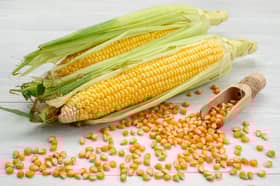 Govt to boost grain corn cultivation, rely less on imported food