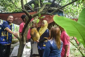 MPAJ mahu jadikan kebun komuniti hab agropelancongan, pendidikan