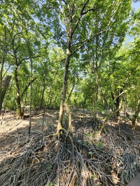 Govt looks to mangrove planting to address high tide phenomenon
