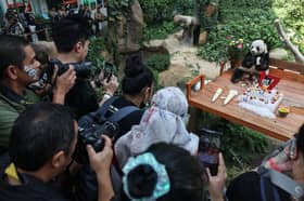 Panda cubs Yi Yi, Sheng Yi to return to China on Aug 29