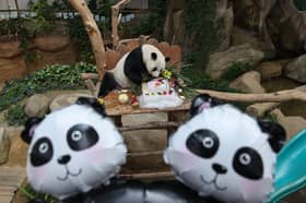After 10 years, Malaysia says bye to giant pandas Fu Wa, Feng Yi