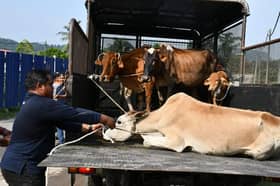 Penternak digesa kawal ternakan, boleh diambil tindakan jika haiwan punca kemalangan
