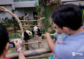Zoo Negara diiktiraf antara penjaga panda gergasi terbaik dunia