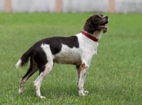 Budak empat tahun digigit anjing penghidu di Lapangan Terbang Kolkata