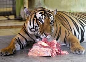 Perhilitan pasang kamera perangkap kesan harimau belang di Batang Kali