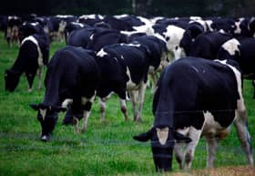 Malaysia blocks live cattle imports from Australia after skin disease scare