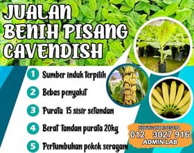 PKPS tawar jualan benih pisang Cavendish kepada orang ramai