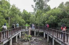 Terokai keindahan hutan paya bakau Taman Mangrove Point, lokasi ekopelancongan terbaharu