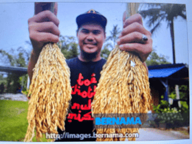 Tanam padi dalam pasu bantu tampung kegunaan harian