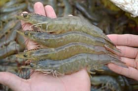 Malaysia, Brunei mull cooperation in shrimp farming, agricultural research, development