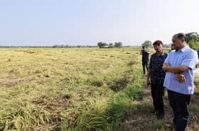 Lebih 200 pesawah di Tanjong Karang rugi padi rosak dipukul ribut