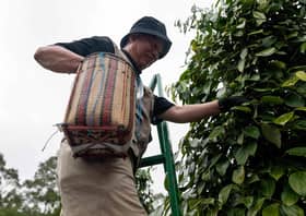 Ministry to provide smart agriculture, IoT courses to pepper smallholders