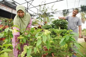 Tanaman hiasan bawa rezeki, tukang kebun keluar asnaf