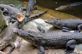 Sabah crocodile population believed to be at healthy level — Zoologist