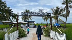 Nyaman bersulam pahit manis kopi di tengah bendang