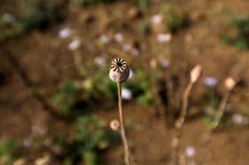 Myanmar is now world's largest opium source, UN says