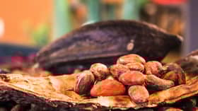 Ministry to boost cocoa farming area to 10,000 hectares in five years