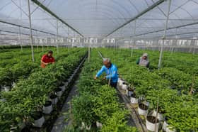 Kebun koperasi atasi miskin bandar, hasilkan cili tiga tan