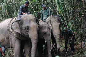 ECRL: Pagar dibina elak kemalangan gajah di Temerloh