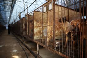 South Korea passes bill to ban dog meat consumption