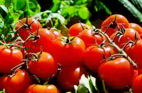 Supply shortages, high demand driving up tomato prices — Ministry