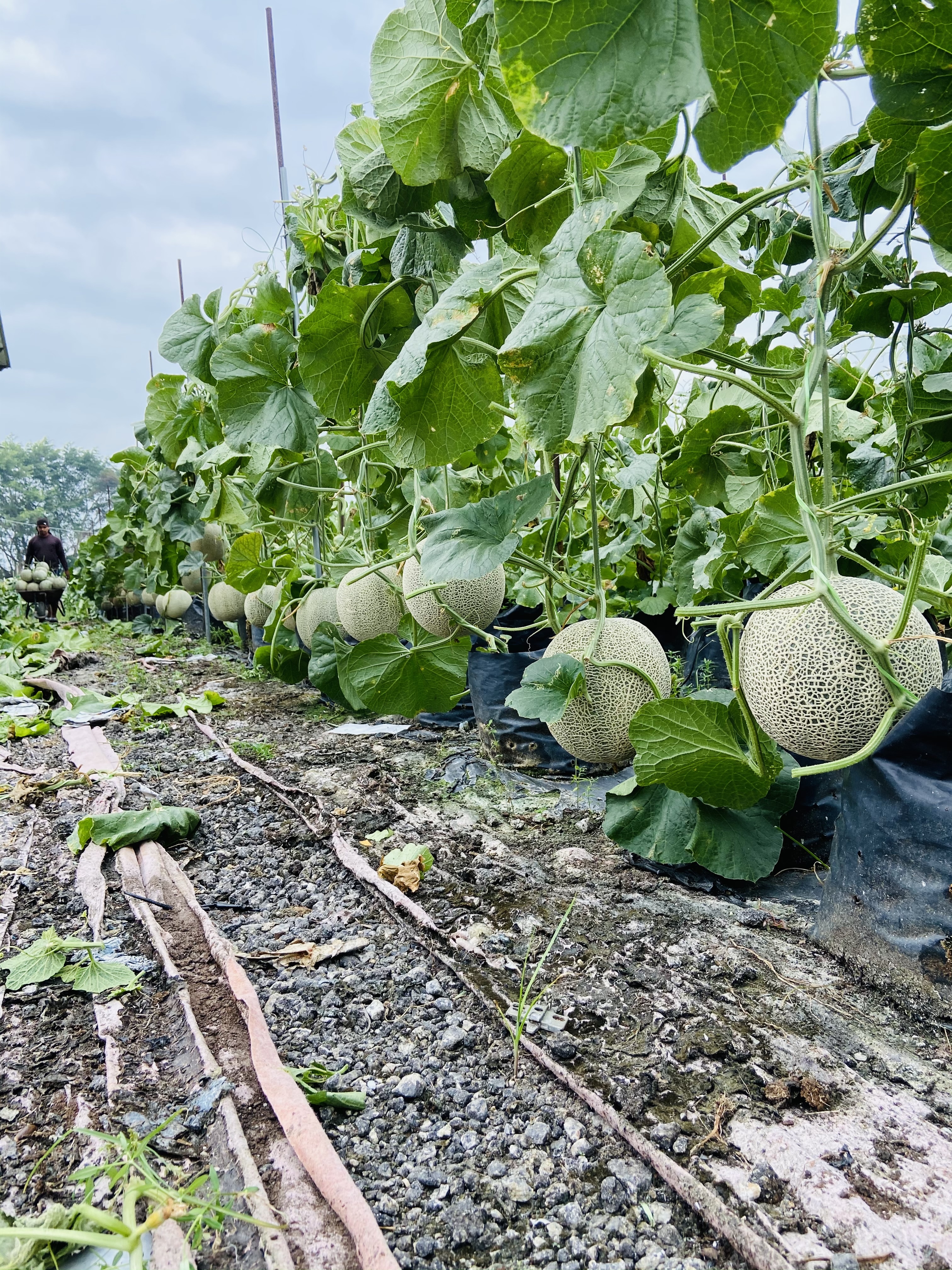Bertimpa diuji musibah, ikon tani miliki 100,000 pokok tembikai wangi