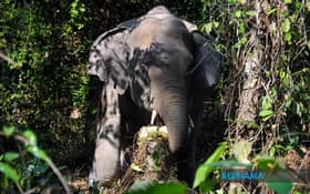 Wild elephants worry Kampung Remau residents, damage crops