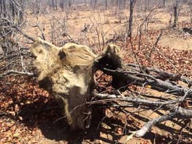 Mozambican poacher found guilty of killing 42 lions gets 30 years jail