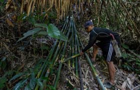 Lelaki Orang Asli redah hutan, randuk sungai cari buluh lemang