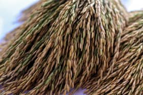 Padi floor price set at RM1,500 per tonne, effective Feb 16