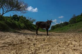 Cuaca panas sebabkan padi rosak, petani pasrah