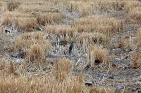 Perlis dilanda gelombang haba tahap dua
