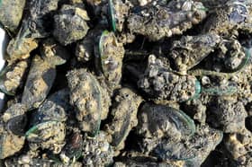 Melaka start promoting consumption of mussels, clams after lifting harvest ban