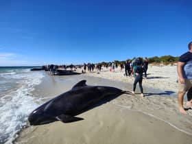 Over 100 pilot whales stranded, dozens die in Western Australia 