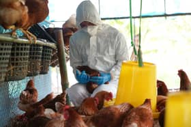 Philippines reports H5N1 bird flu outbreak at poultry farm