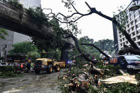 MBSA spends RM17 mln to maintain 1,200 trees at risk