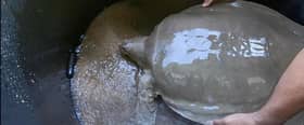 Malaysia's giant softshell turtle on the brink of extinction