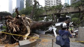 Four monorail stations closed for repairs after uprooted tree incident
