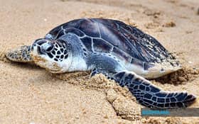 Teluk Bahang beach declared as turtle nesting and release site